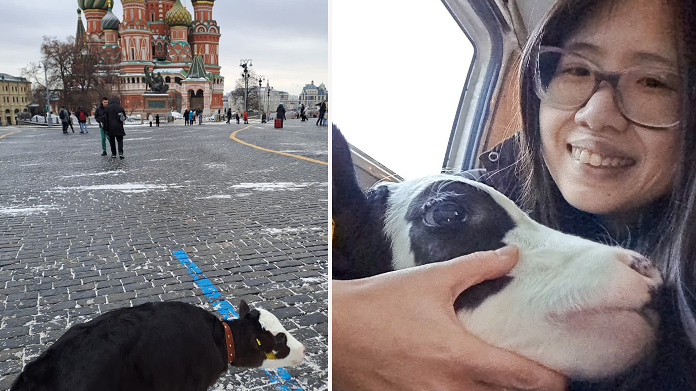 Alicia Day, 34, of New York City, was detained by Russian police while walking her pet baby cow, Dr. Calf, on Red Square last month.