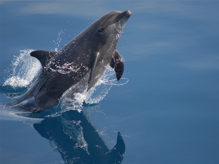 Toothed whales use vocal fry for echolocation, and scientists now know