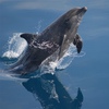 Los científicos dicen que las ballenas dentadas usan 