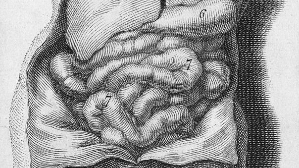 The organs of the male torso, including the lungs, heart, liver, stomach and intestines are seen in an engraving by Michael van der Gucht from around 1688. (Getty Images)