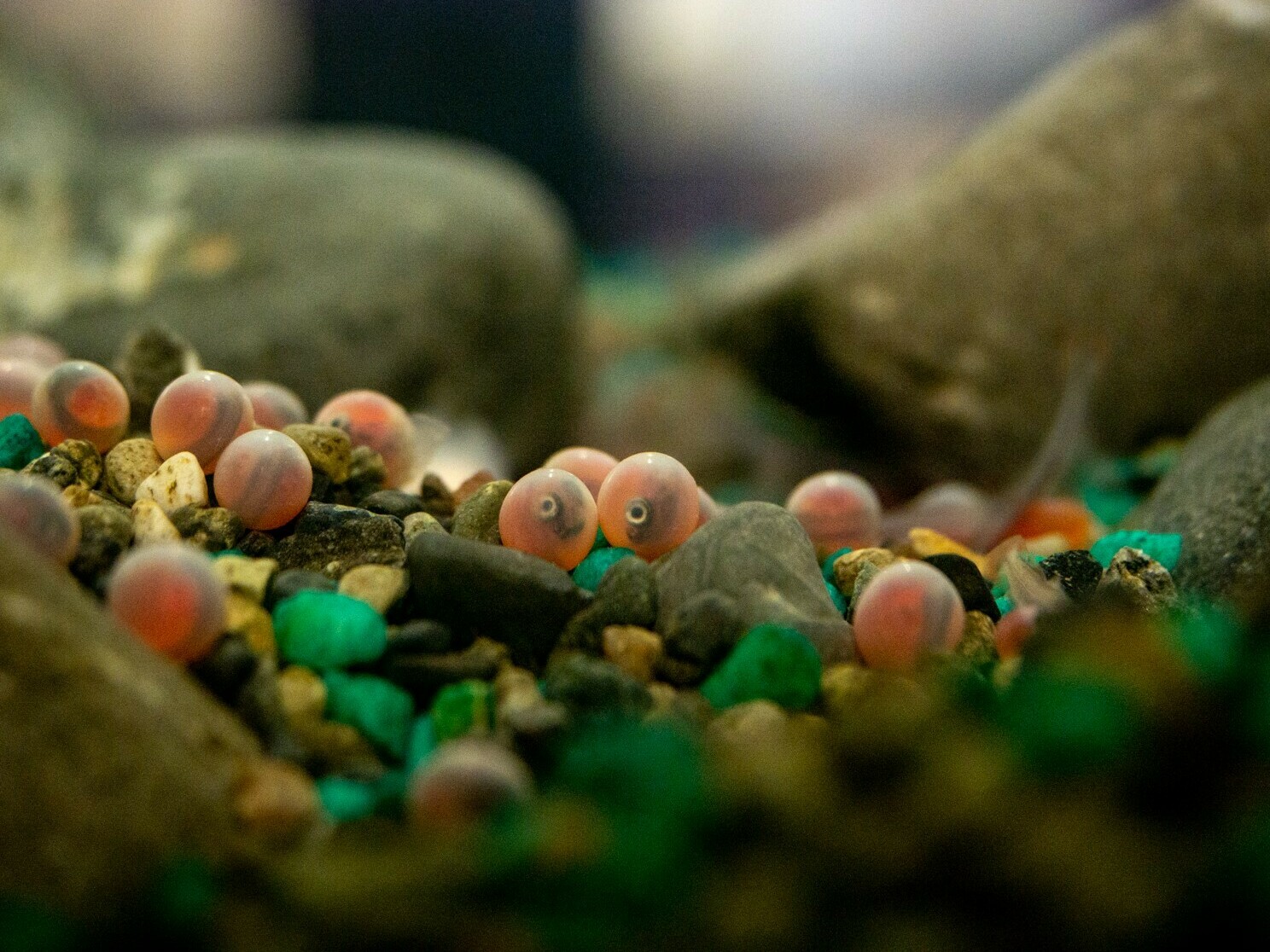 Students learn lessons on climate change, pollution through raising