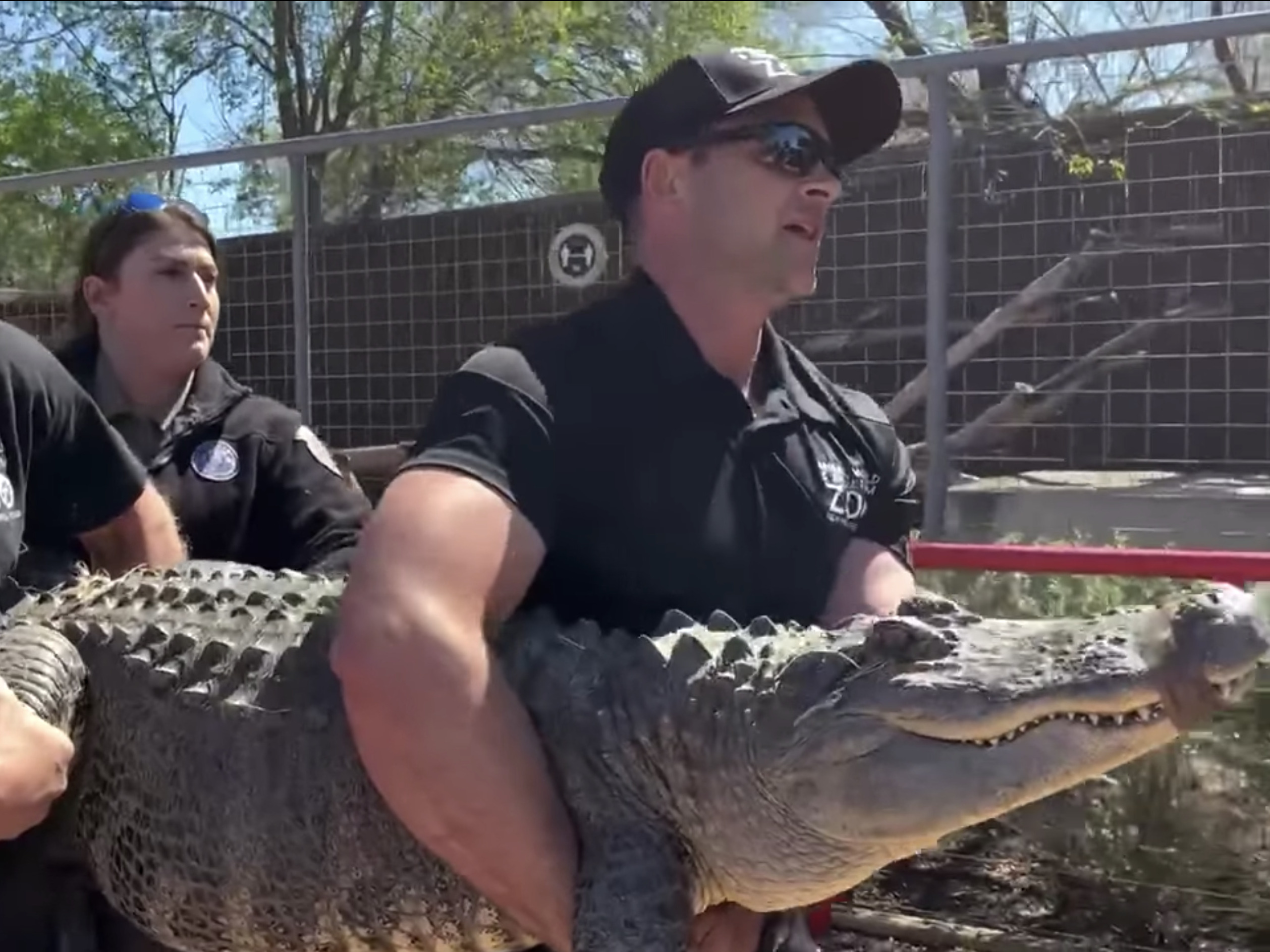 A Texas woman has been raising an alligator from the zoo as a pet,  officials say : NPR