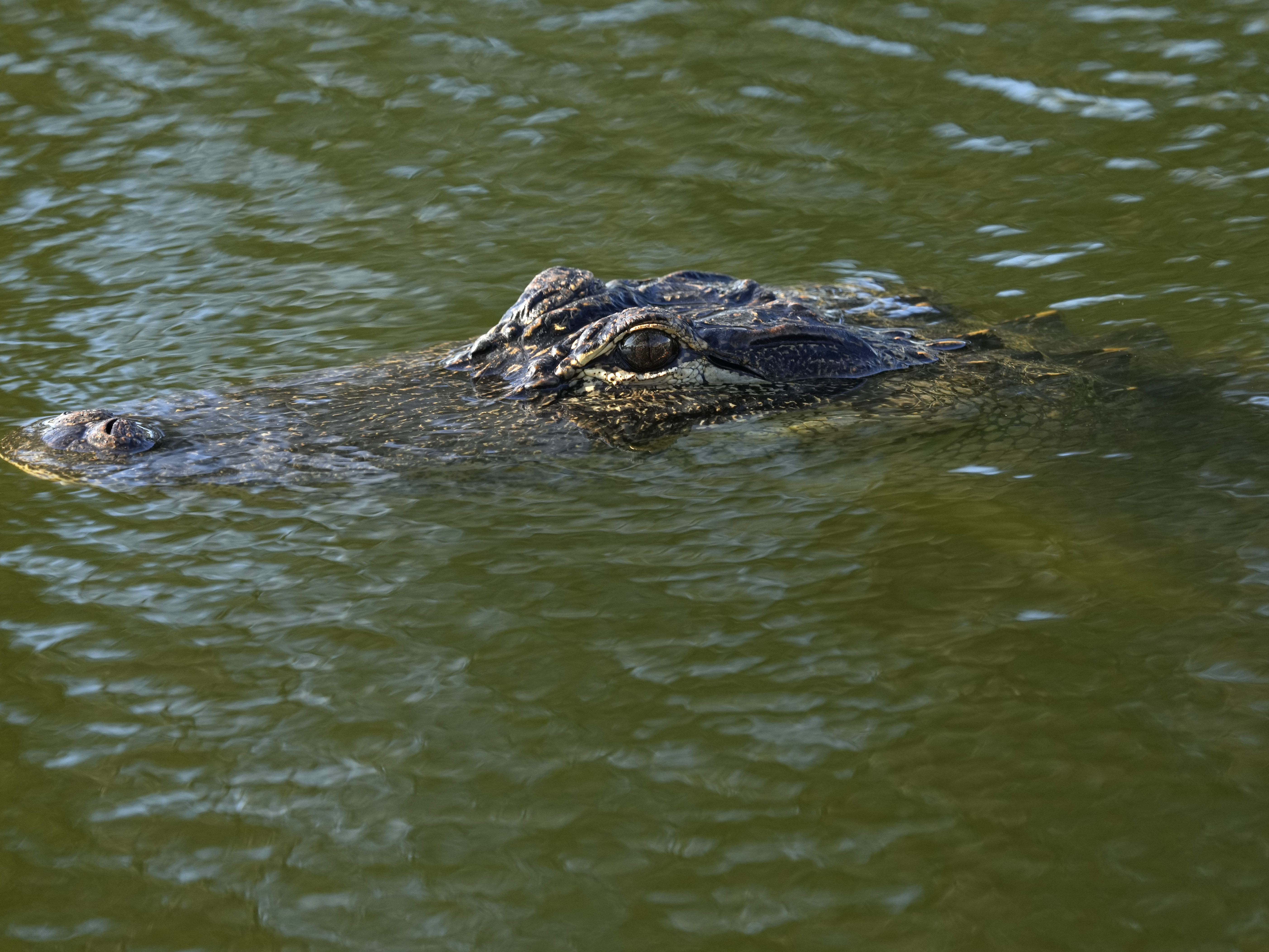 An unprovoked alligator attack is extremely rare — but the reptile is unpredictable - Vimarsana News