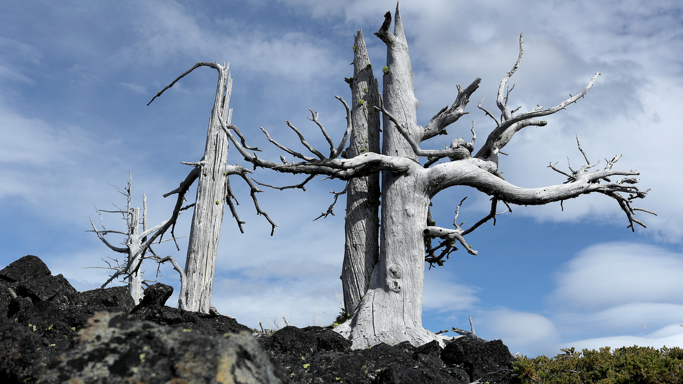 Climate change, beetles and fungus: Saving whitebark pine : Short Wave : NPR - Vimarsana News