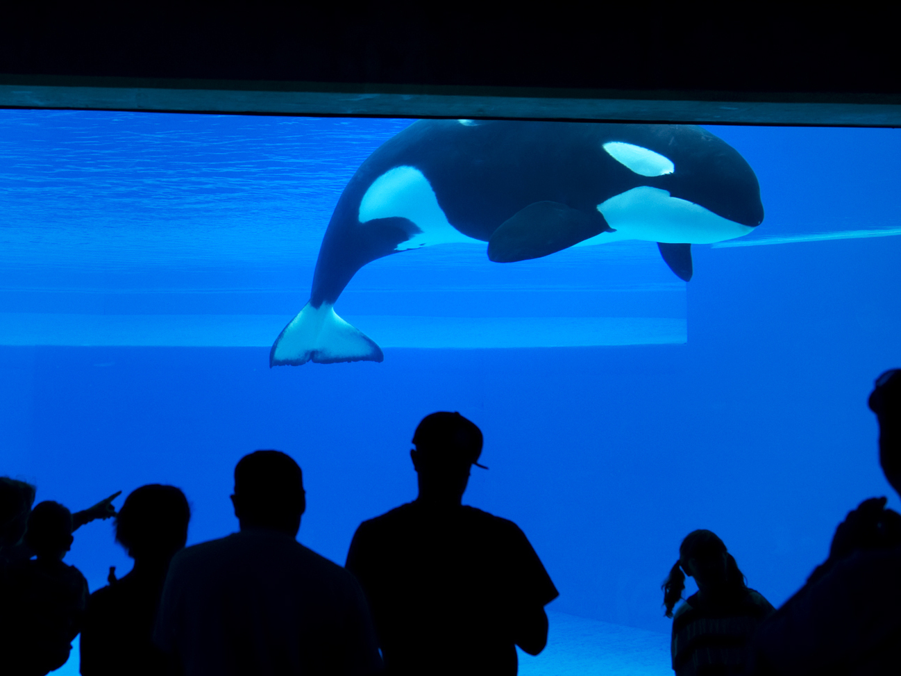 Kiska, 'the loneliest whale in the world,' dies at Canada amusement park