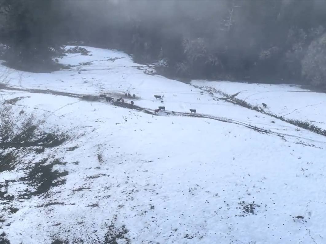 In the northern California snow, stranded cows are getting emergency hay drops - Vimarsana News