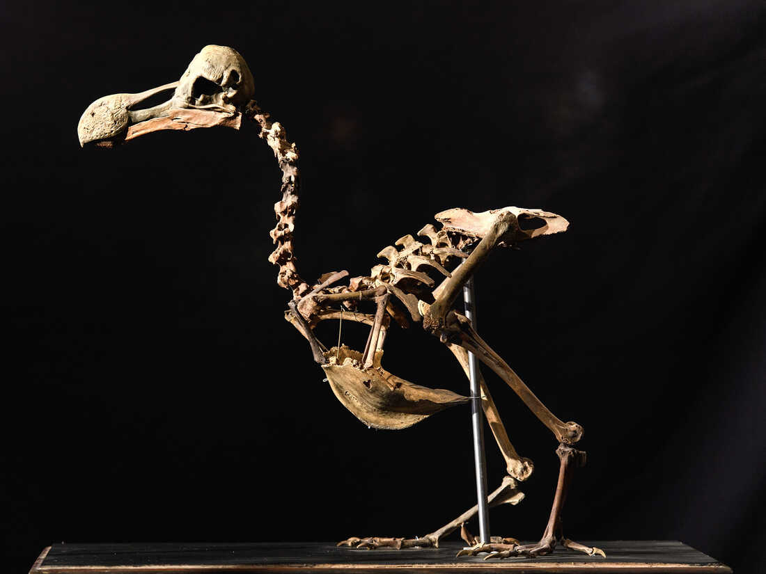 Could de-extincting the dodo help struggling species?