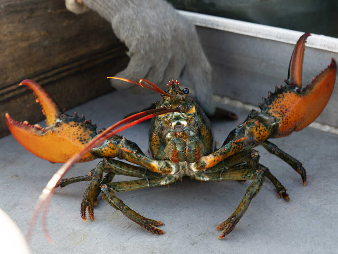 Do-not-eat listing draws lawsuit from Maine lobster industry : NPR