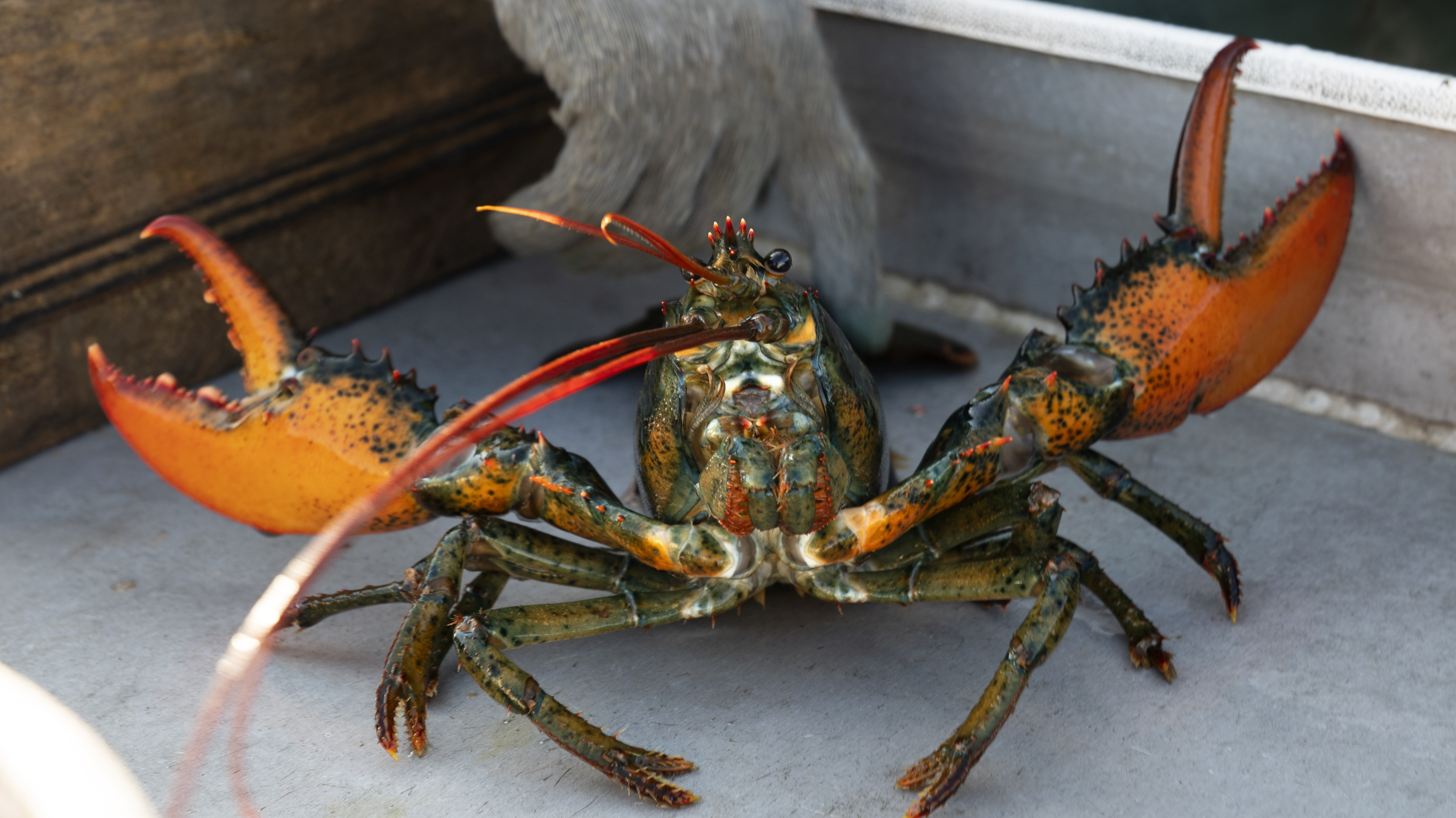 The Maine lobster industry sues California aquarium over a do-not-eat listing