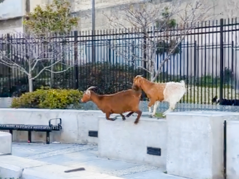 Four or five goats scrambled across San Francisco last week, captured in videos posted on social media. So how do goats fare in urban settings? (screengrab by NPR via u/kevin1760/Reddit)