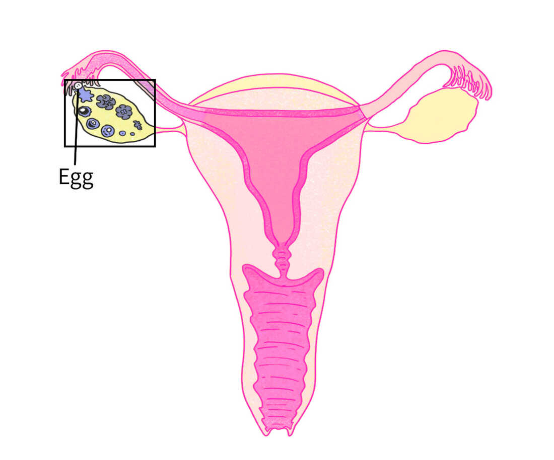 Early pregnancy explained: An illustrated guide : Shots - Health News : NPR