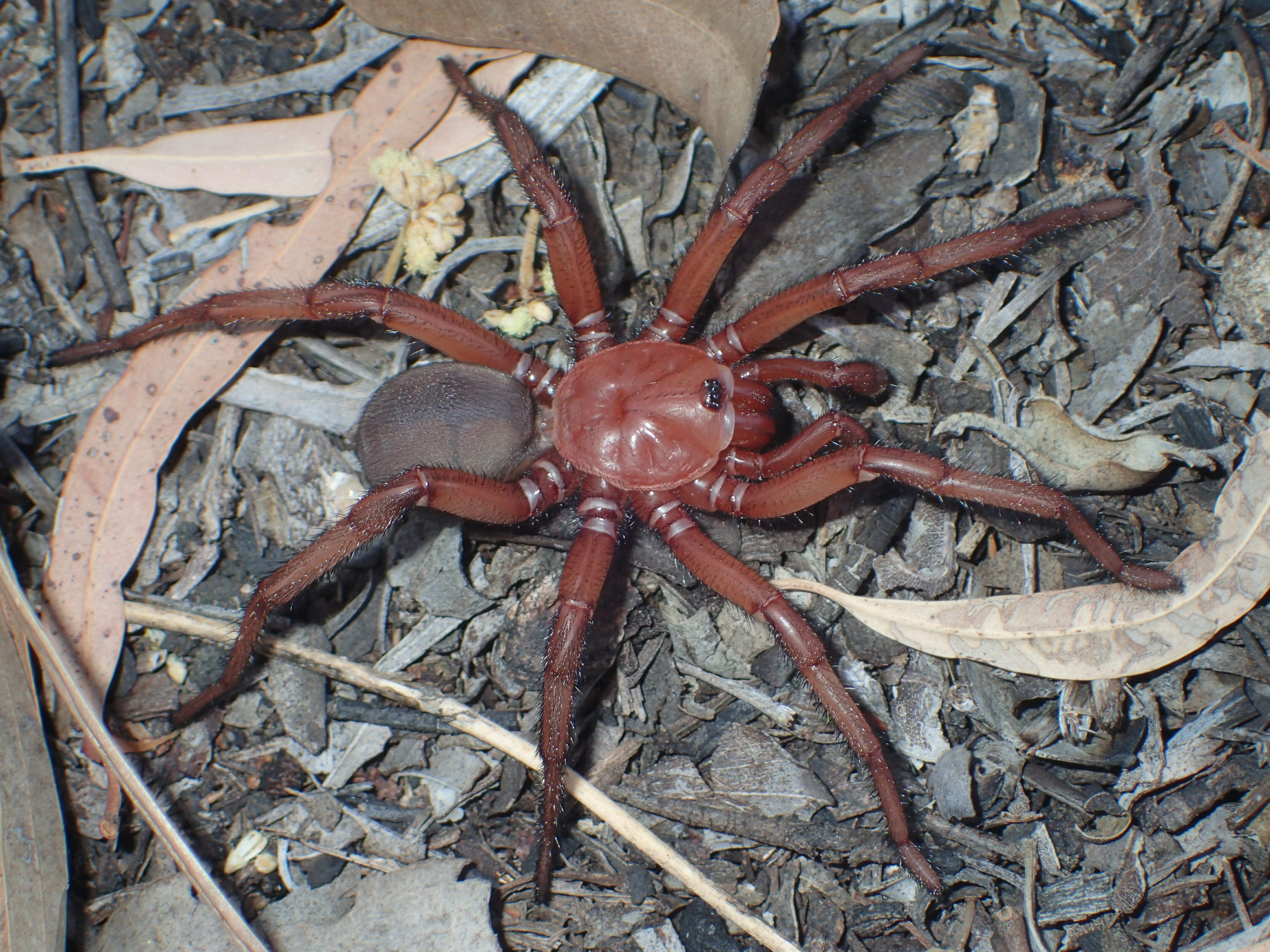 A giant trapdoor spider was discovered in Australia - Vimarsana News