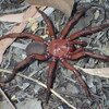 A giant trapdoor spider was discovered in Australia