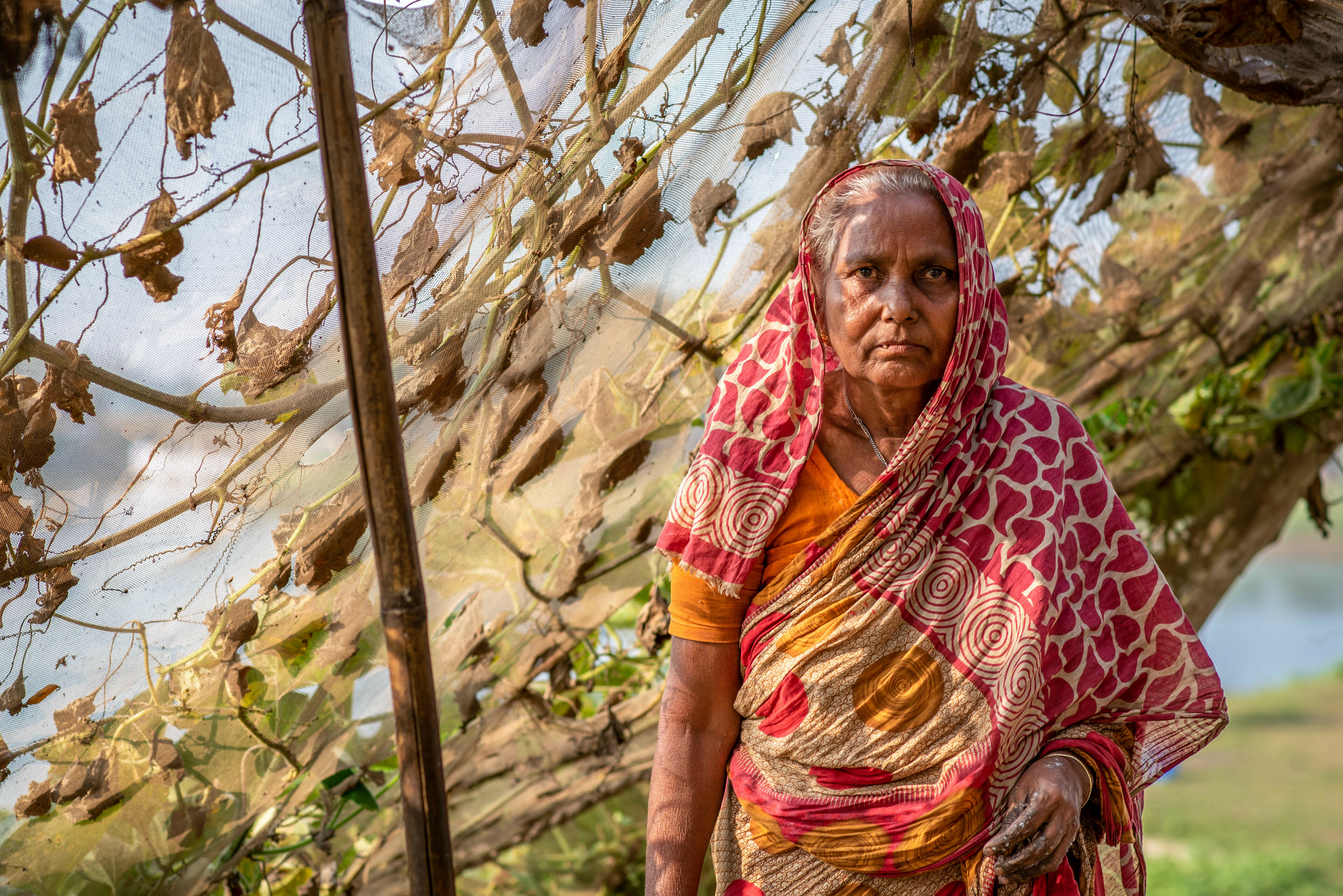 Majida Begum, 60, whose home was washed away in June 2022 floods in the Sunamganj, northern Bangladesh. Here Begum stands under an elevated canopy of bitter gourd vines – a vegetable garden designed to survive if and when her village floods again. (Fatima Tuj Johora for NPR)