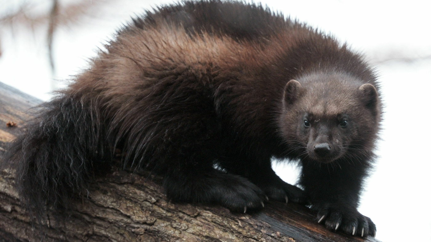 A wolverine was seen outside of its normal range for the first time in