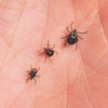 Ticks! Ick! The latest science on the red meat allergy caused by some tick bites