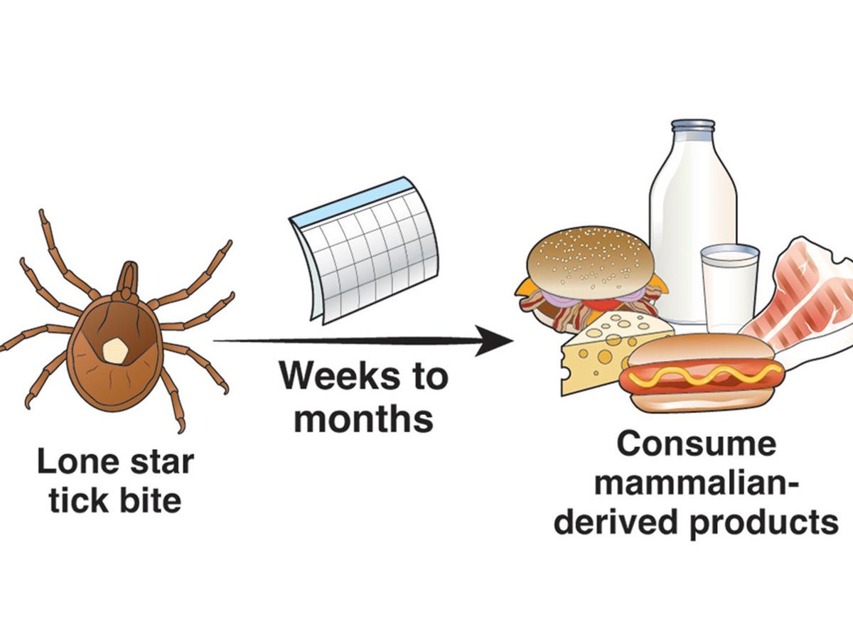 A chart showing the sequence of the red meat allergy caused by some tick bites.