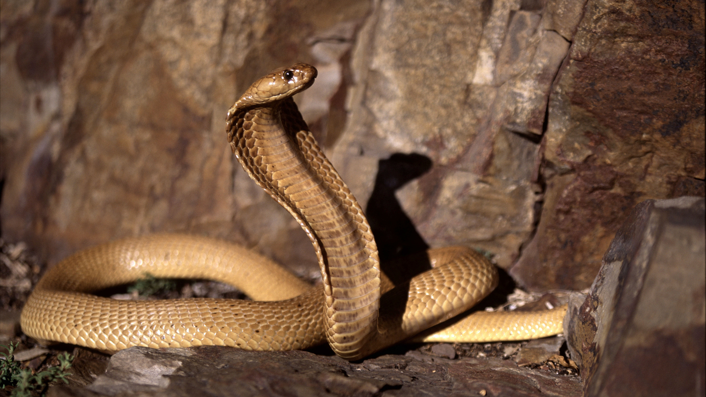 In Africa, one snake can reveal 369 others