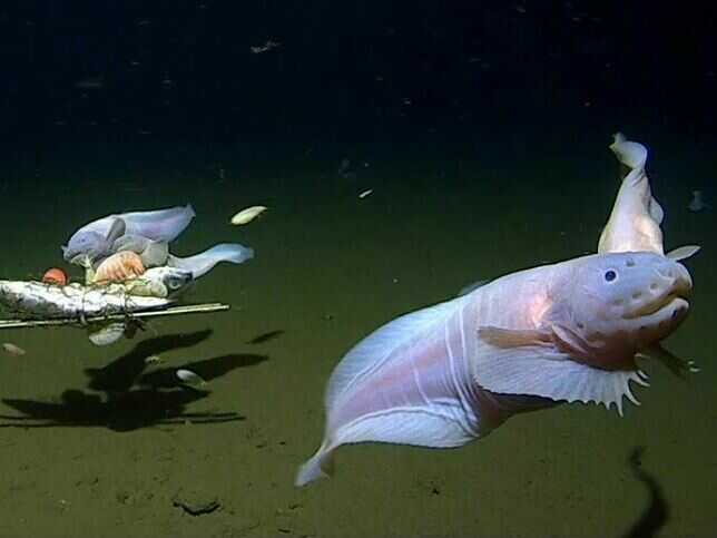 Deepest fish ever recorded revealed by scientists