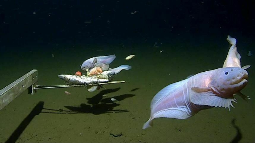 France, Corse du Sud, diver and salema fish bank, underwater view