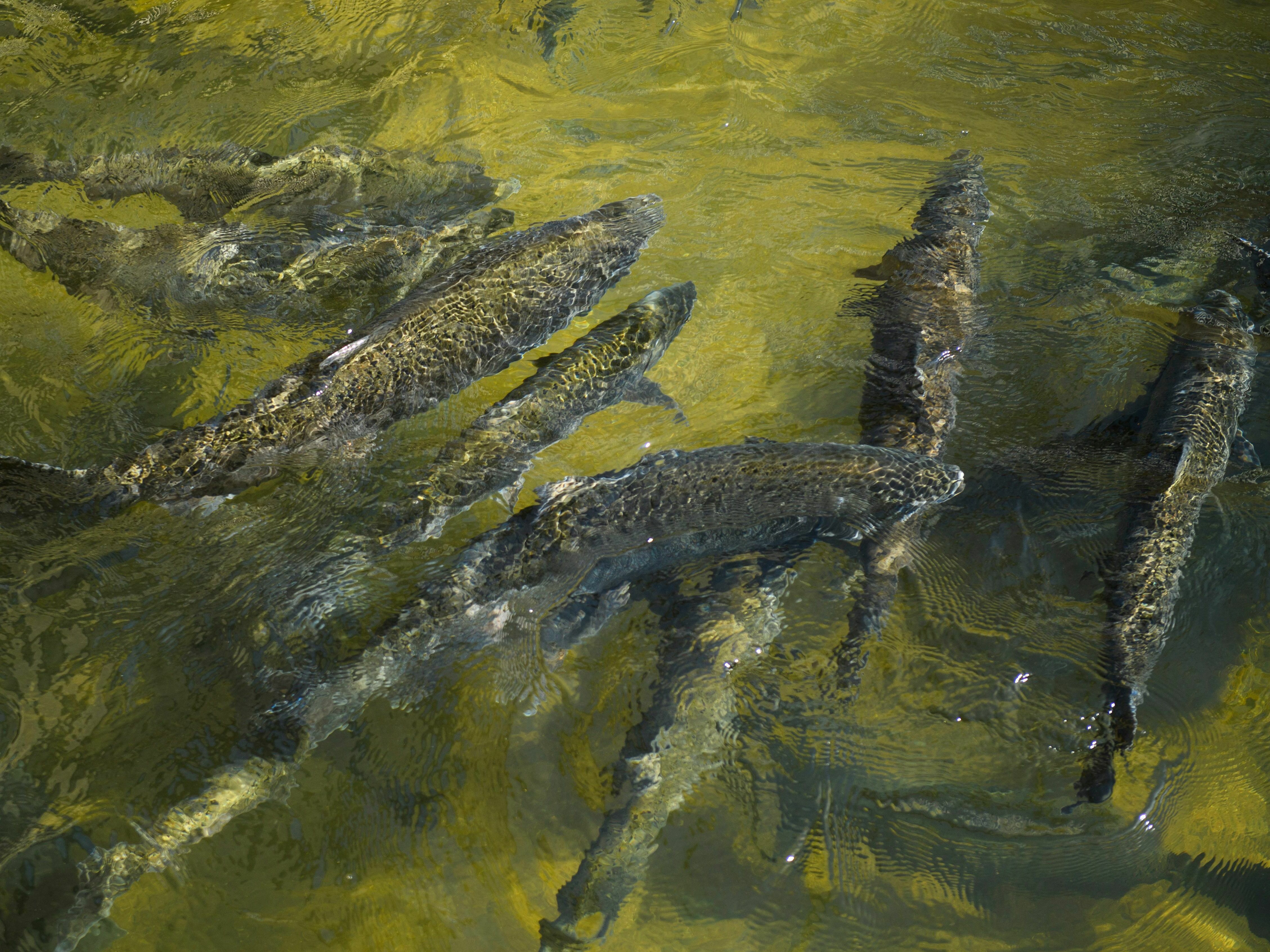 Chinook Salmon swim up a fish ladder at the California Department of Fish and Wildlife Feather River Hatchery just below the Lake Oroville dam during the California drought emergency in 2021. (AFP via Getty Images)