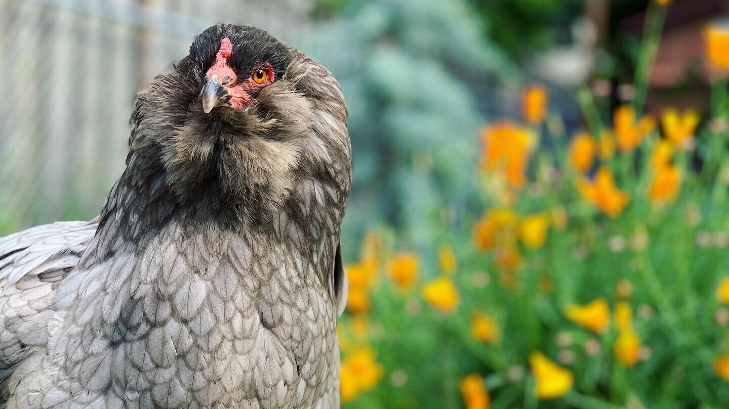 When she couldn't find the book on chickens she wanted to read, Tove Danovich wrote <em>Under the Henfluence: Inside the World of Backyard Chickens and the People Who Love Them.</em> (Tove Danovich)