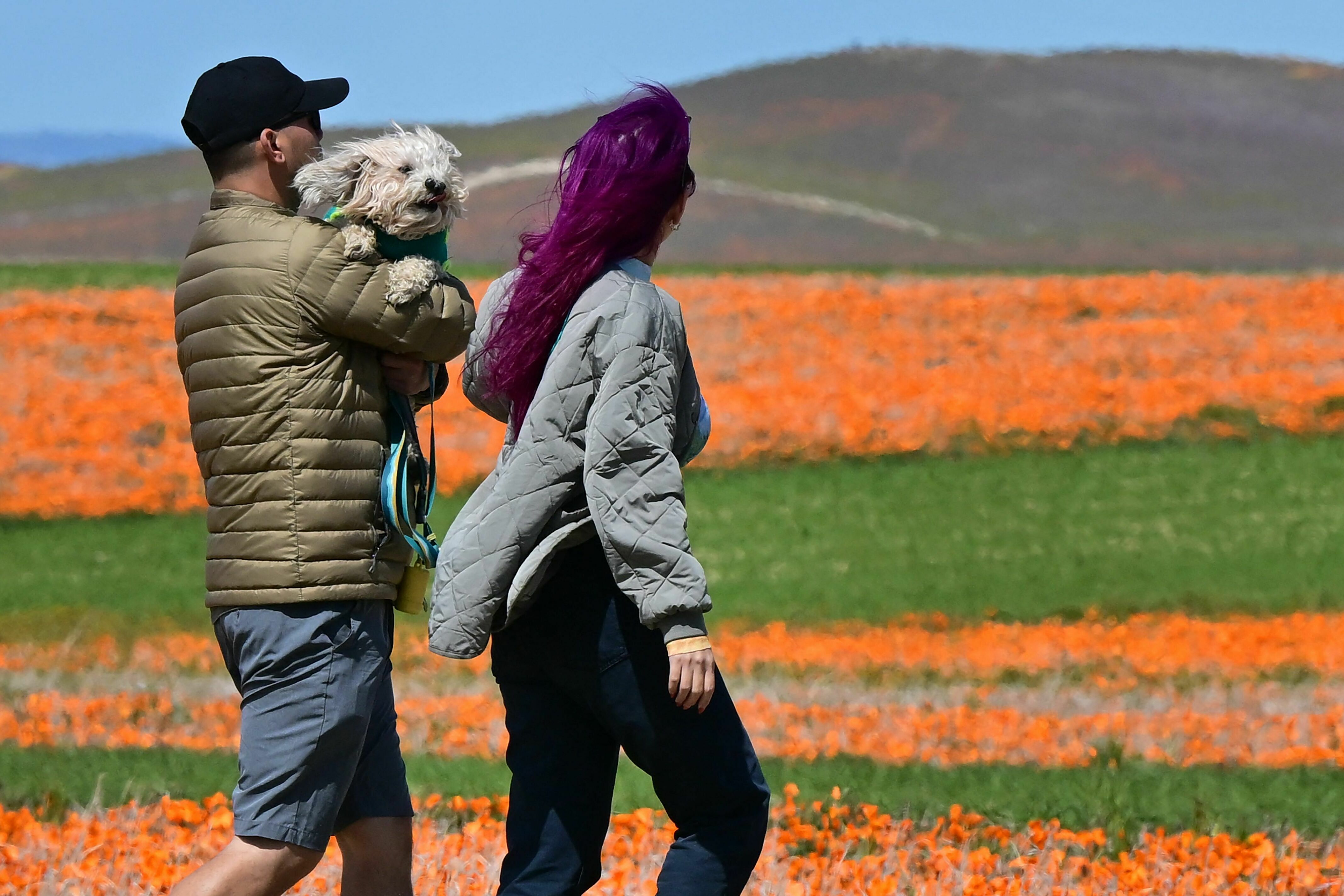 PHOTOS: See the wildflower 'superbloom' happening across
