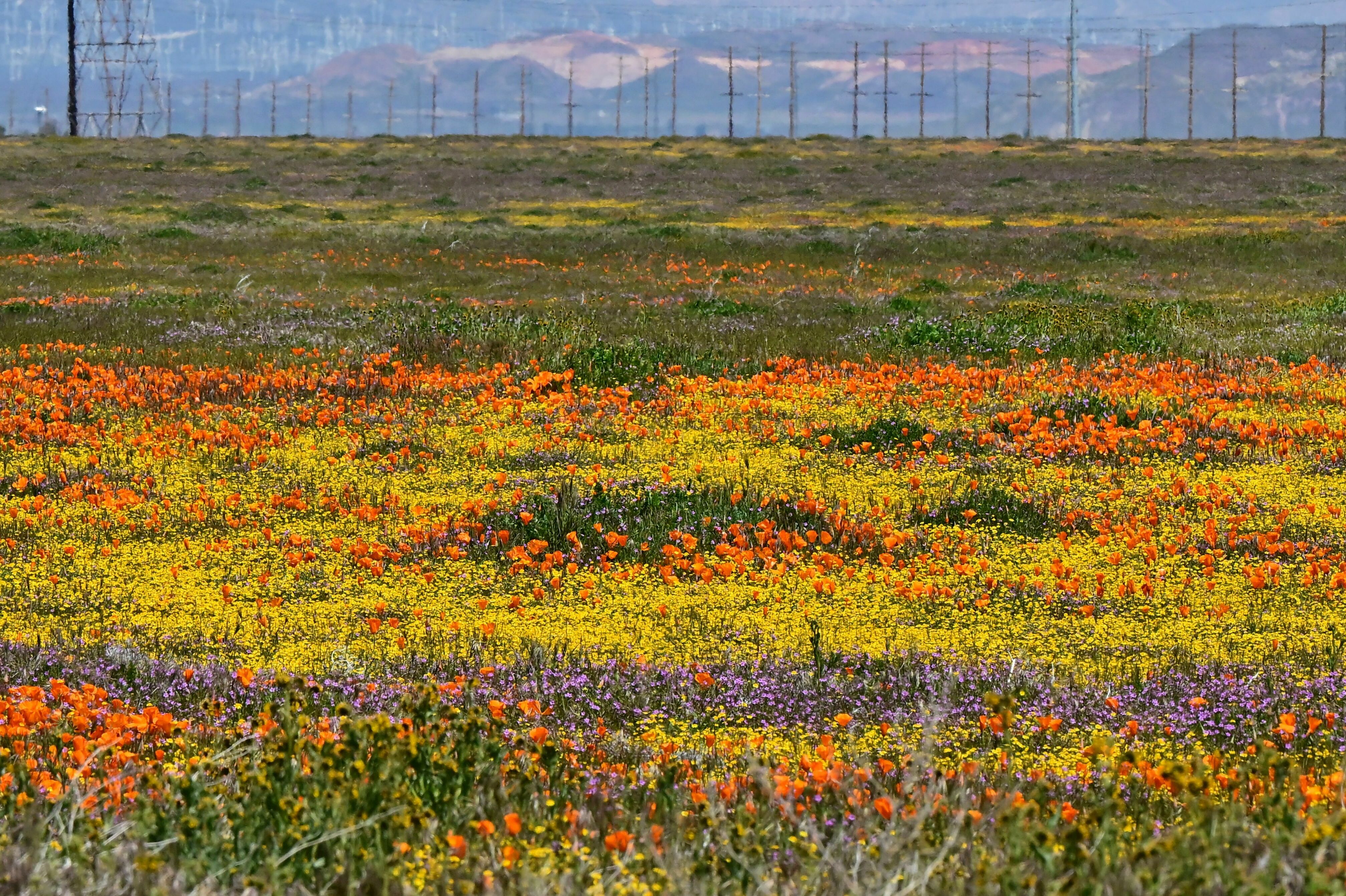 The Superbloom Is a Glimpse of California's Past