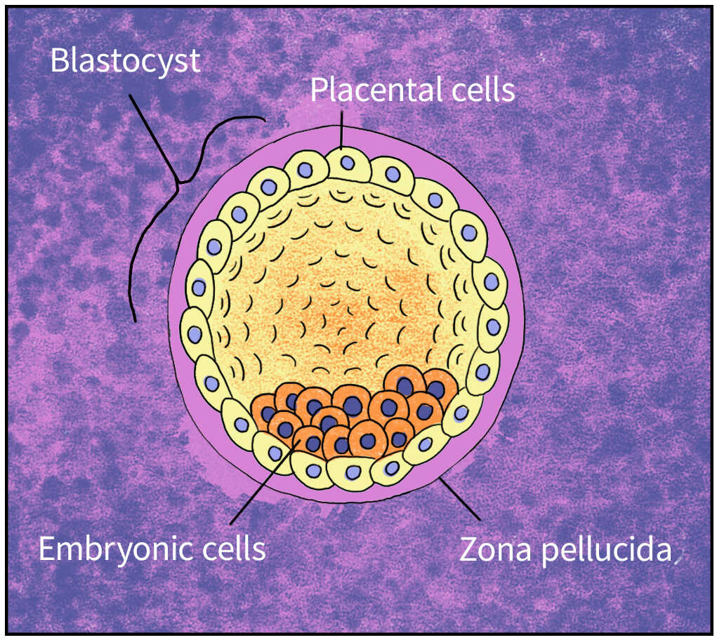 Anatomy of a blastocyst. LA Johnson/NPR