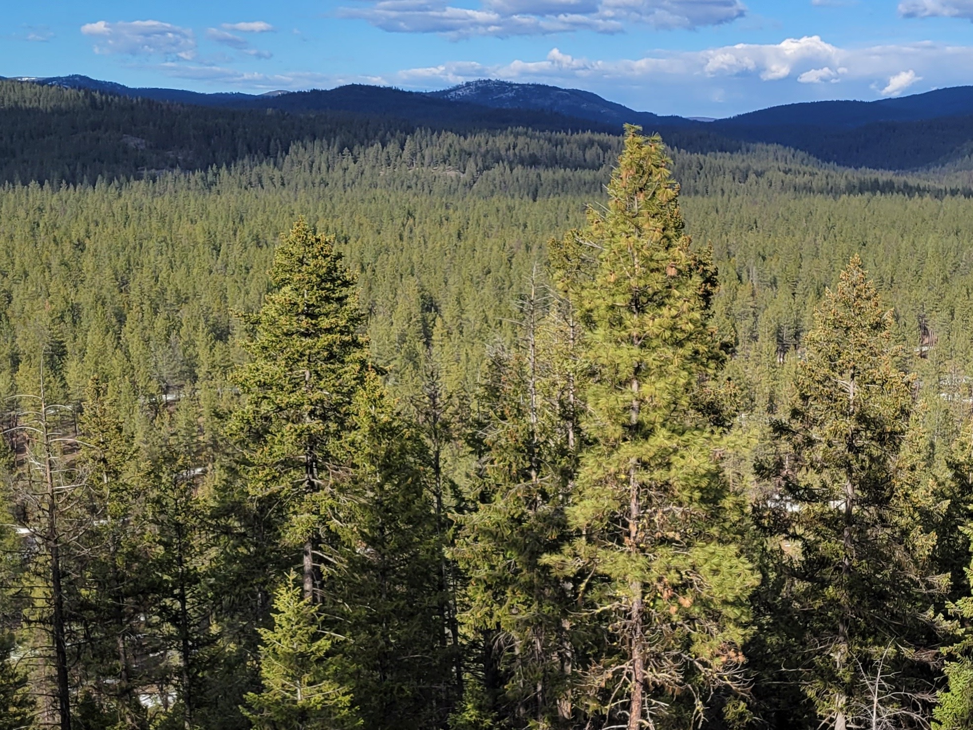 Forests stretch in every direction as far as you can see in eastern Washington state, with the Colville Mountains rising in the distance. (NPR)