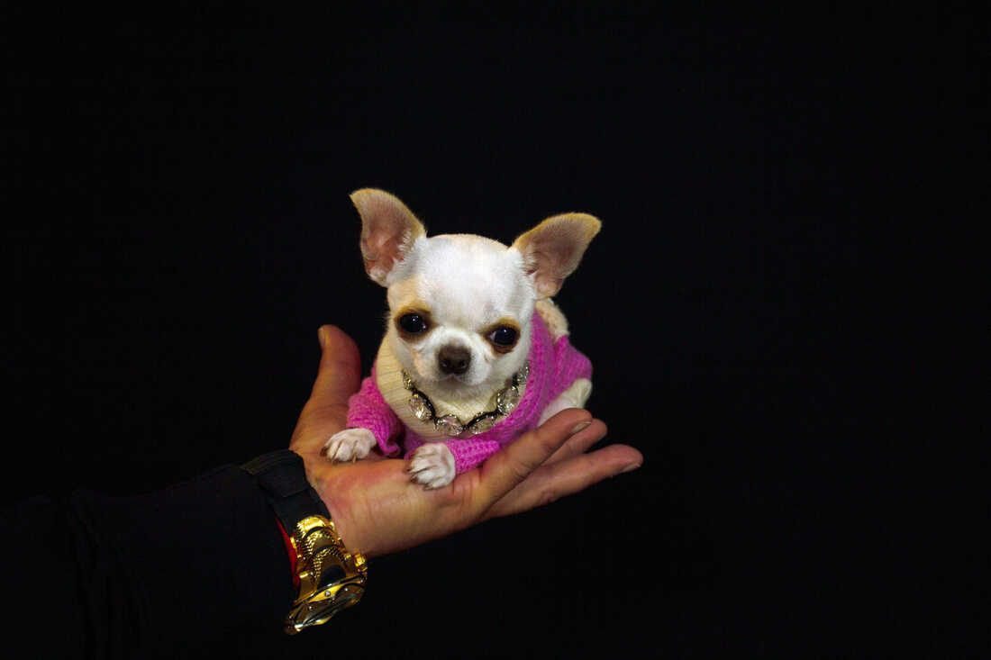 which chihuahua breed is the smallest?