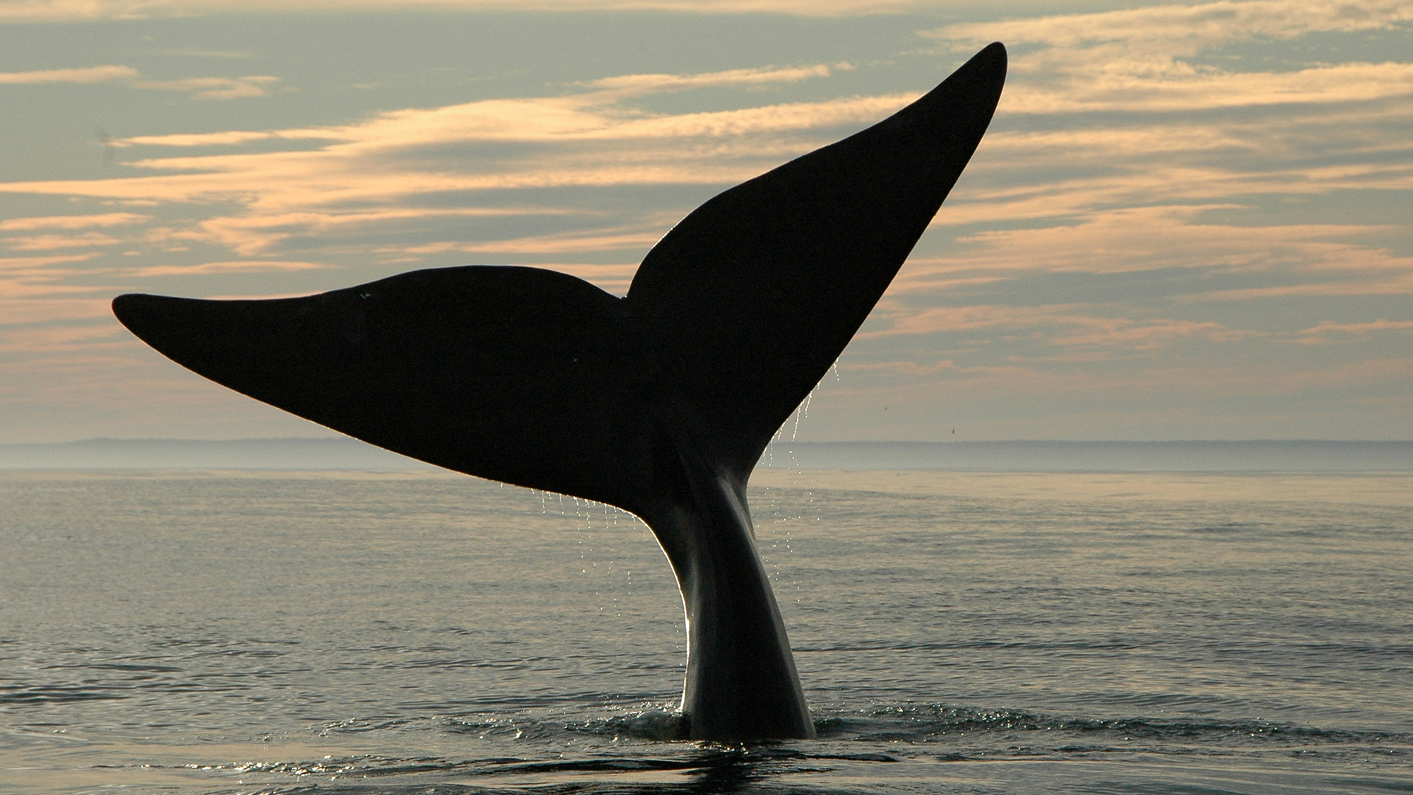 Climate change is pushing already imperiled whales to the brink, a sign of deeper shifts in the oceans as the world