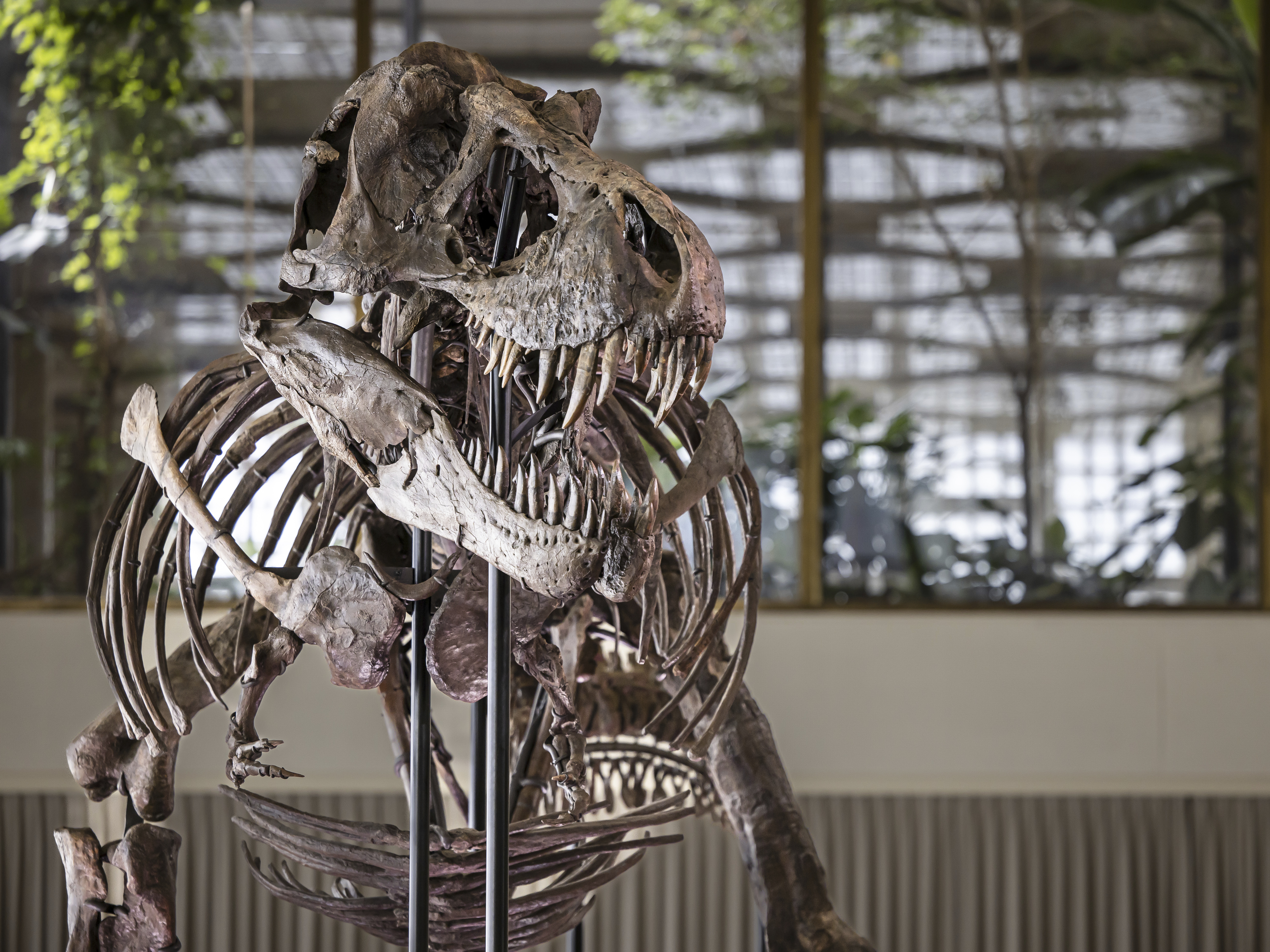 T. rex skeleton expected to fetch millions at Zurich auction26223