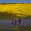 California's devastatingly wet winters have a bright side.  You'll want to see it