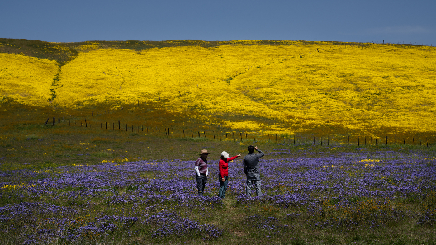 California storms sow superbloom of wildflowers : NPR - Vimarsana News