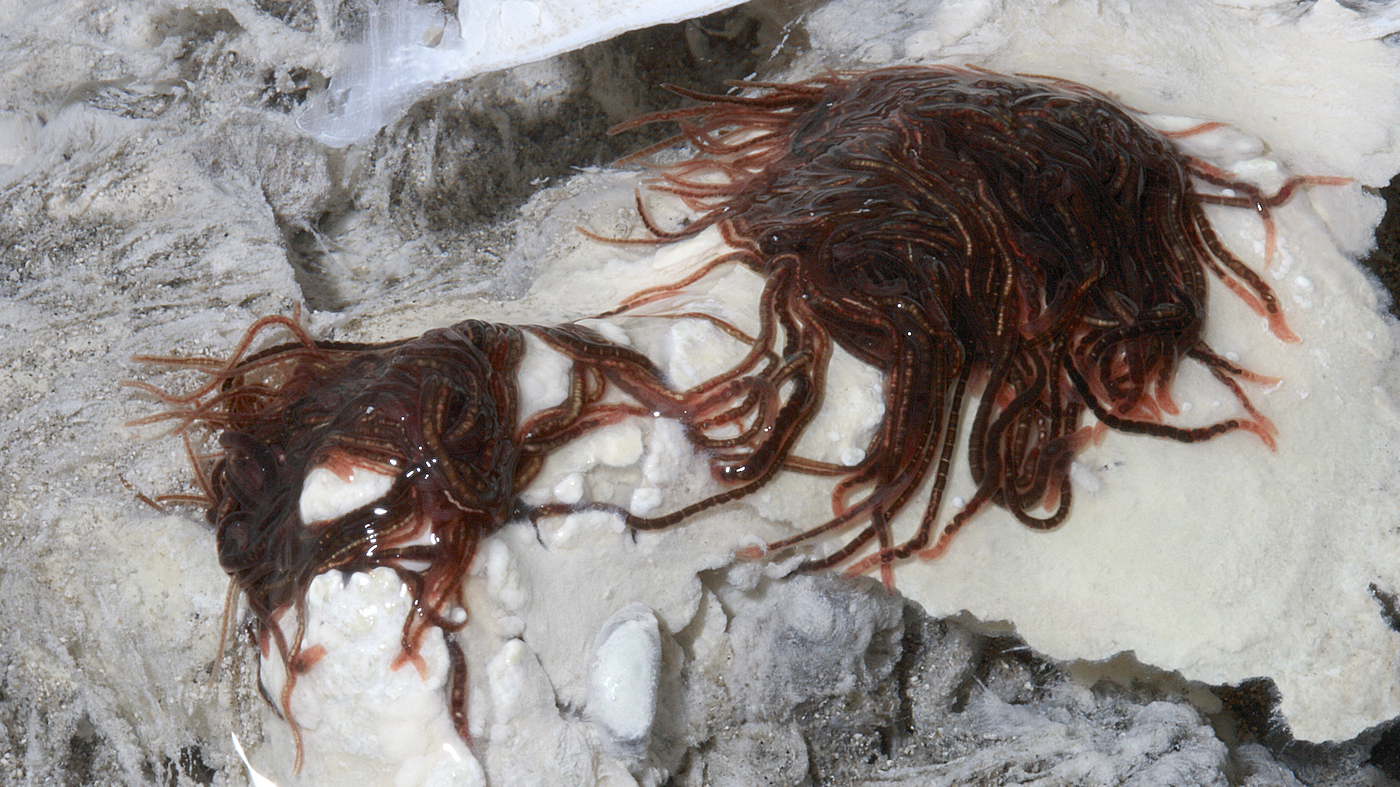 The blood-red worm blobs in a toxic Colorado Sulphur Cave : Short Wave : NPR - Vimarsana News