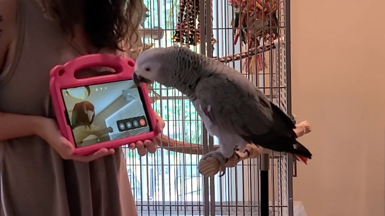 Lonely Pet Parrots Find Friendship Through Video Chats A New Study 