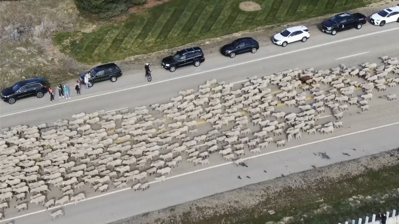 2,500 sheep crossing an Idaho highway draw a crowd of onlookers NPR