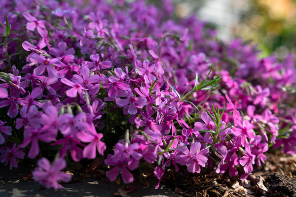 Hot pink moss phlox spills over a stone wall.