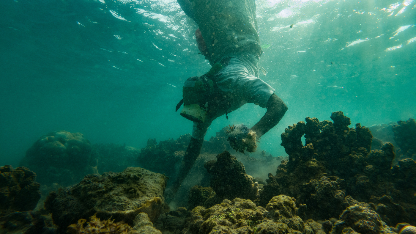 PHOTOS Intrepid women seaweed divers of India face risks yet persist