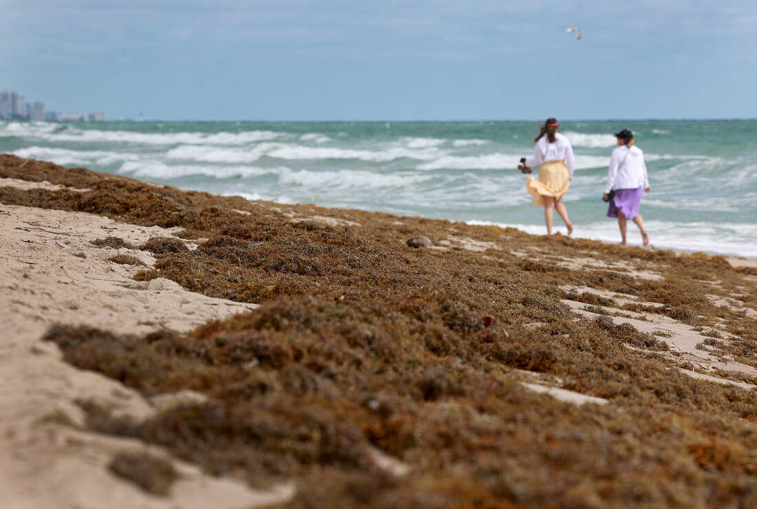 What to know about the sargassum seaweed blob hitting Florida : NPR