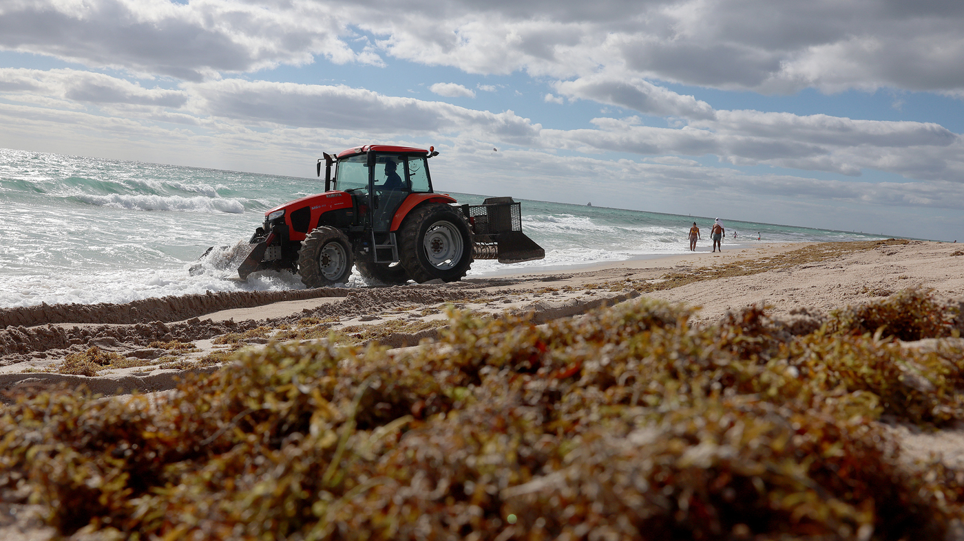 What to know about the sargassum seaweed blob hitting Florida : NPR - Vimarsana News
