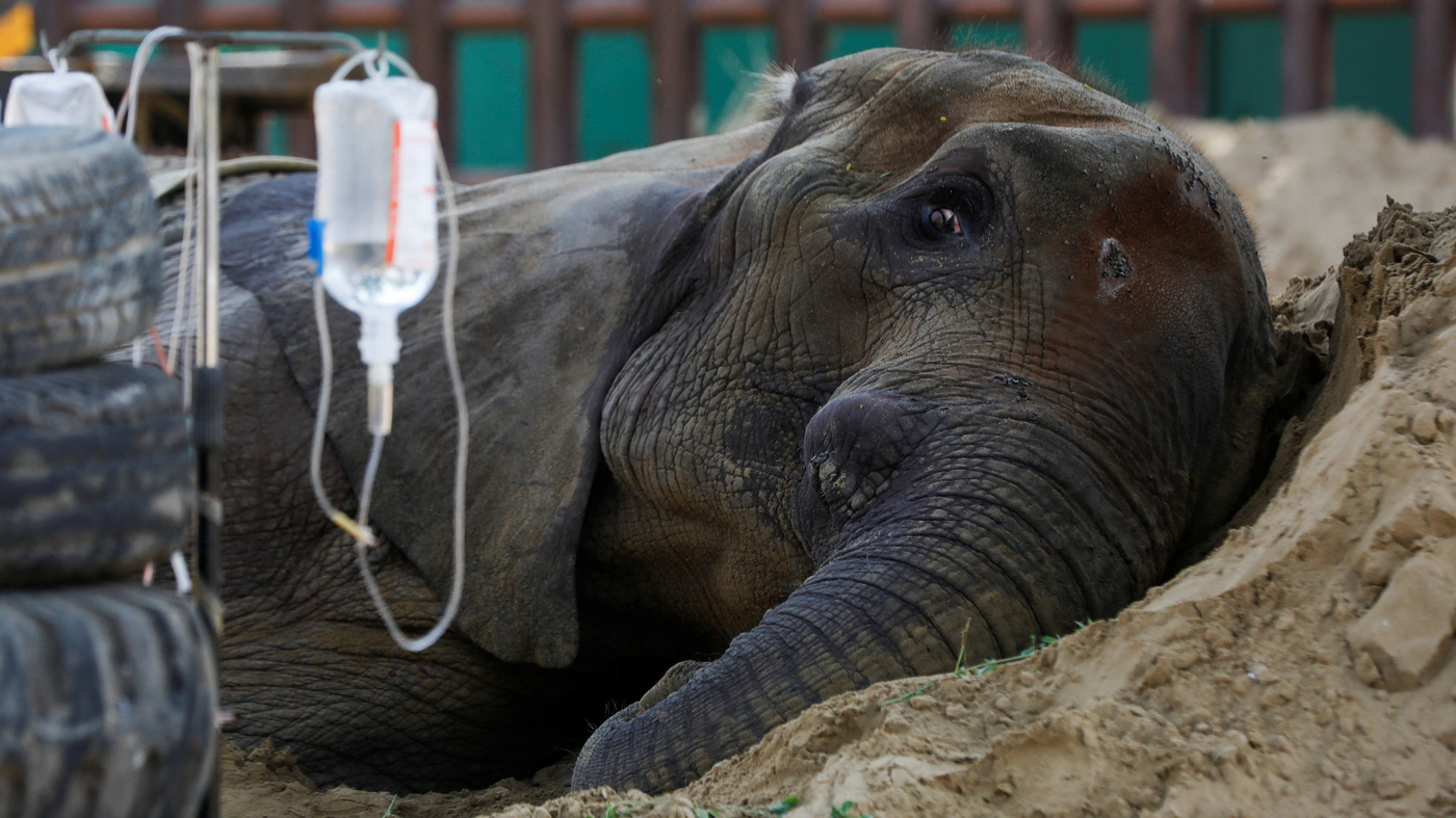 The fate of a zoo elephant sparks a debate on animal — and human — welfare : Goats and Soda : NPR - Vimarsana News