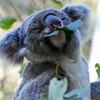 Di Australia, para ilmuwan telah mulai memvaksinasi koala melawan klamidia