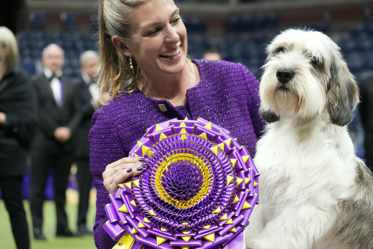 Buddy Holly wins best in show at the Westminster Dog Show, a first for