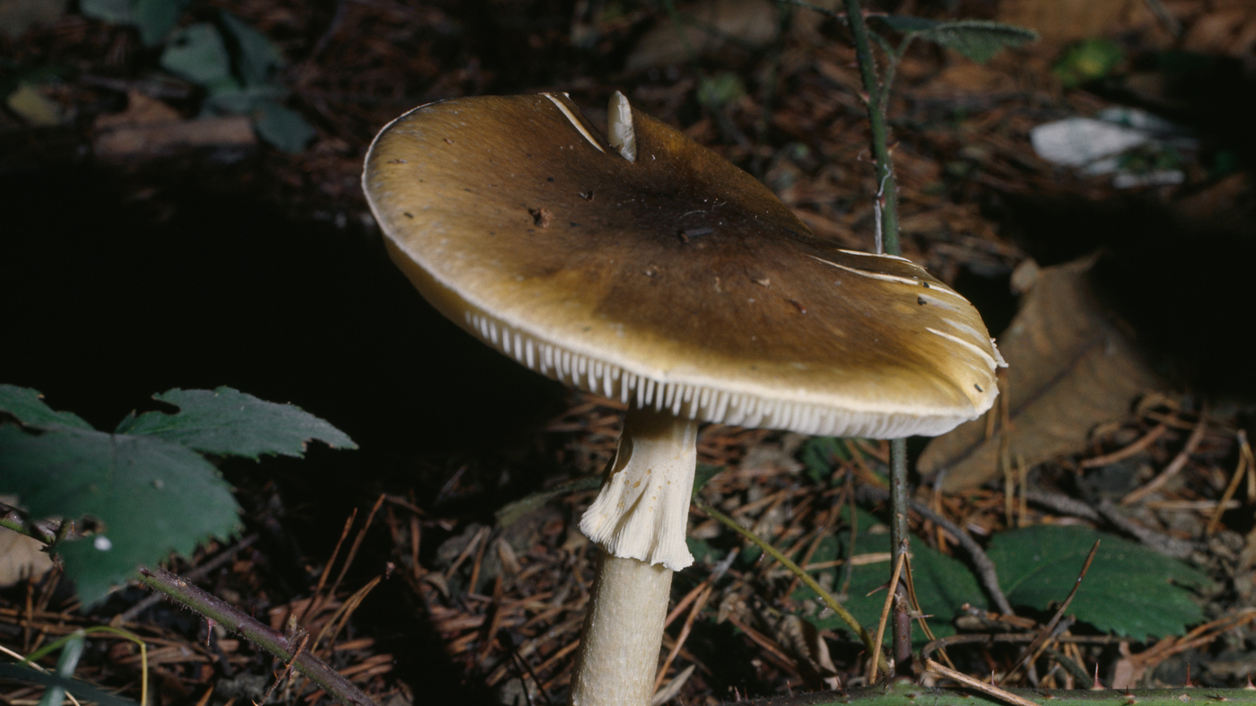 The Death Cap Mushroom Can Be Lethal Now There s New Hope For An 