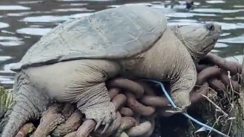 Opinion: Progress can be a turtle 