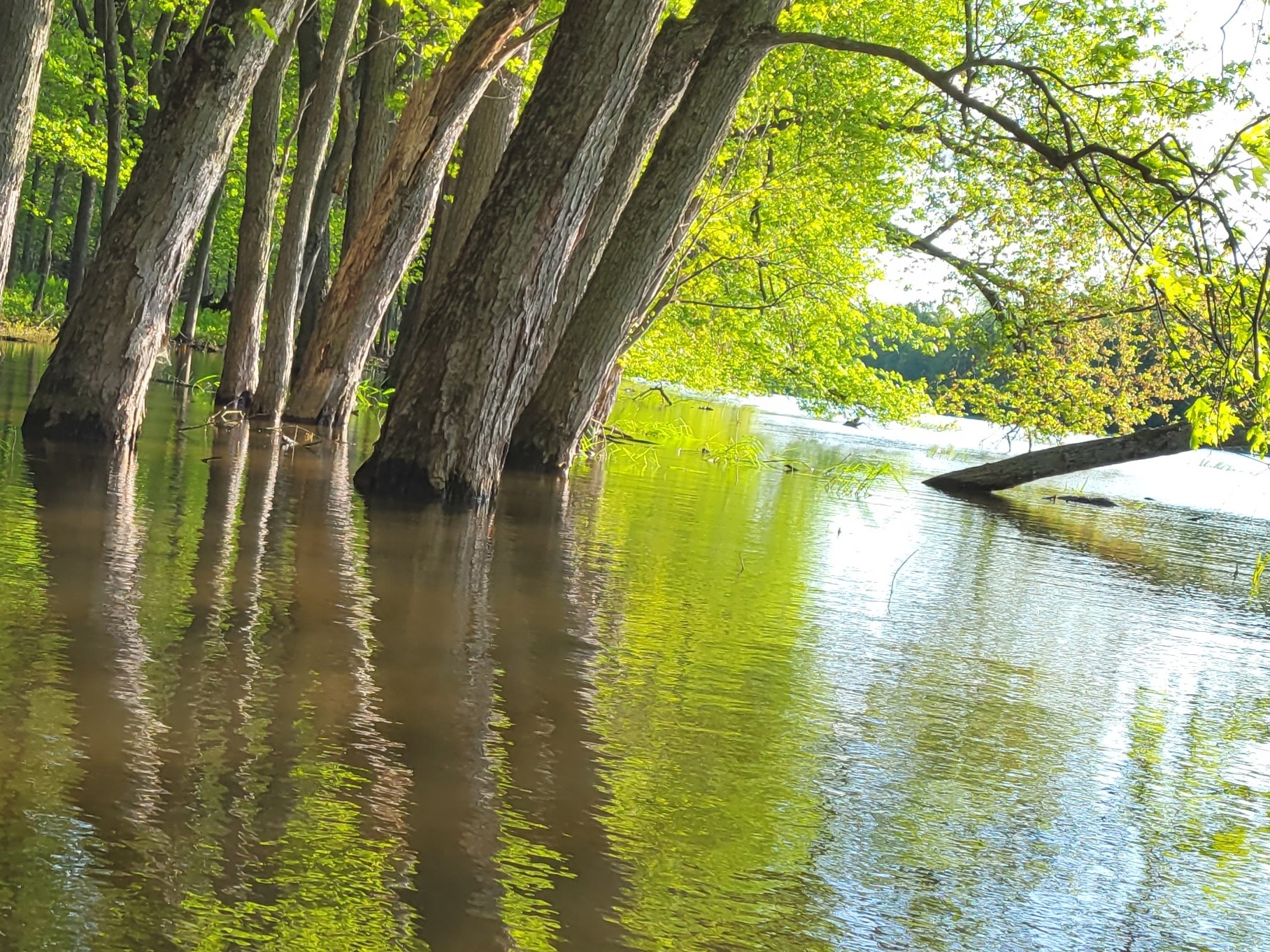Come along on a canoe trip through a flooded forest in a Vermont bird sanctuary - Vimarsana News