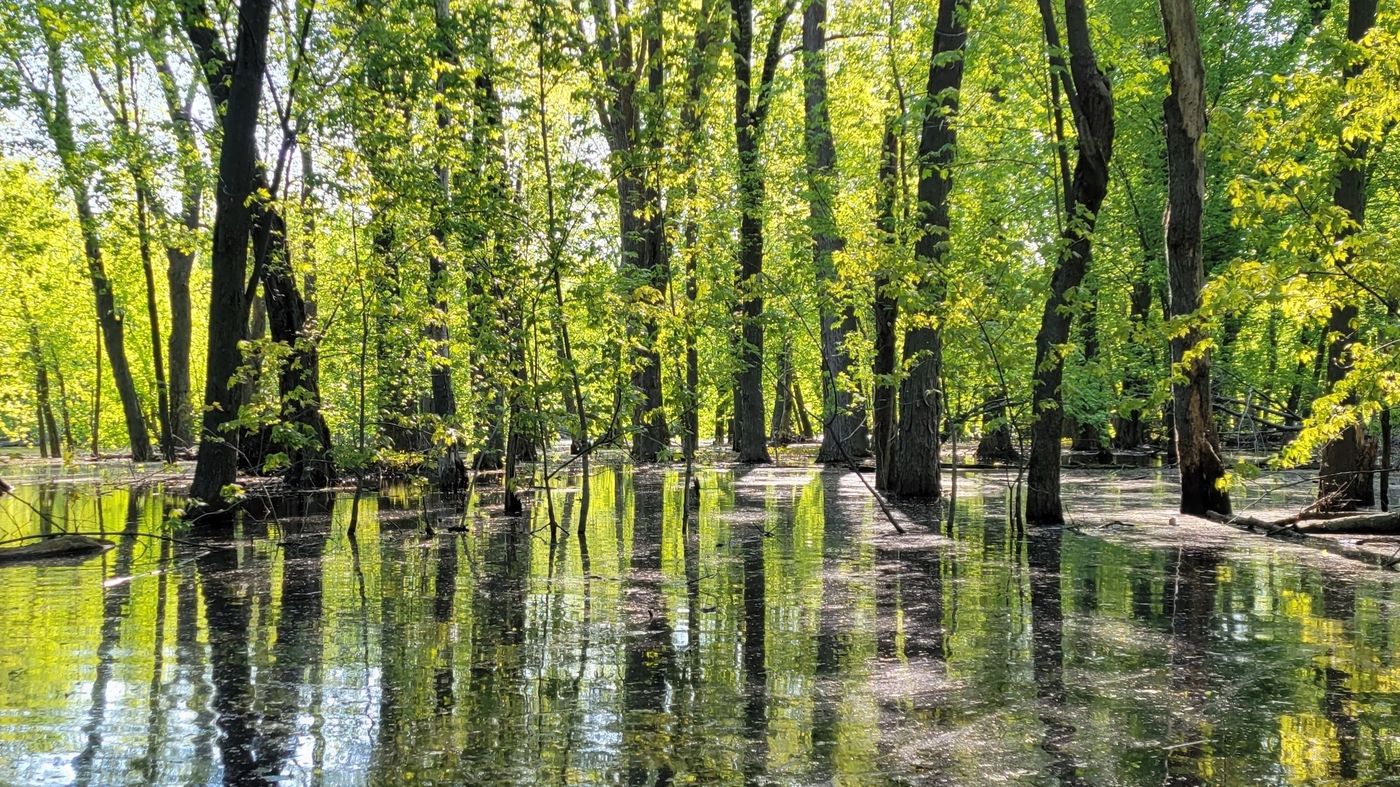 The Missisquoi National Wildlife Refuge is a paddler's paradise in the spring. : NPR - Vimarsana News