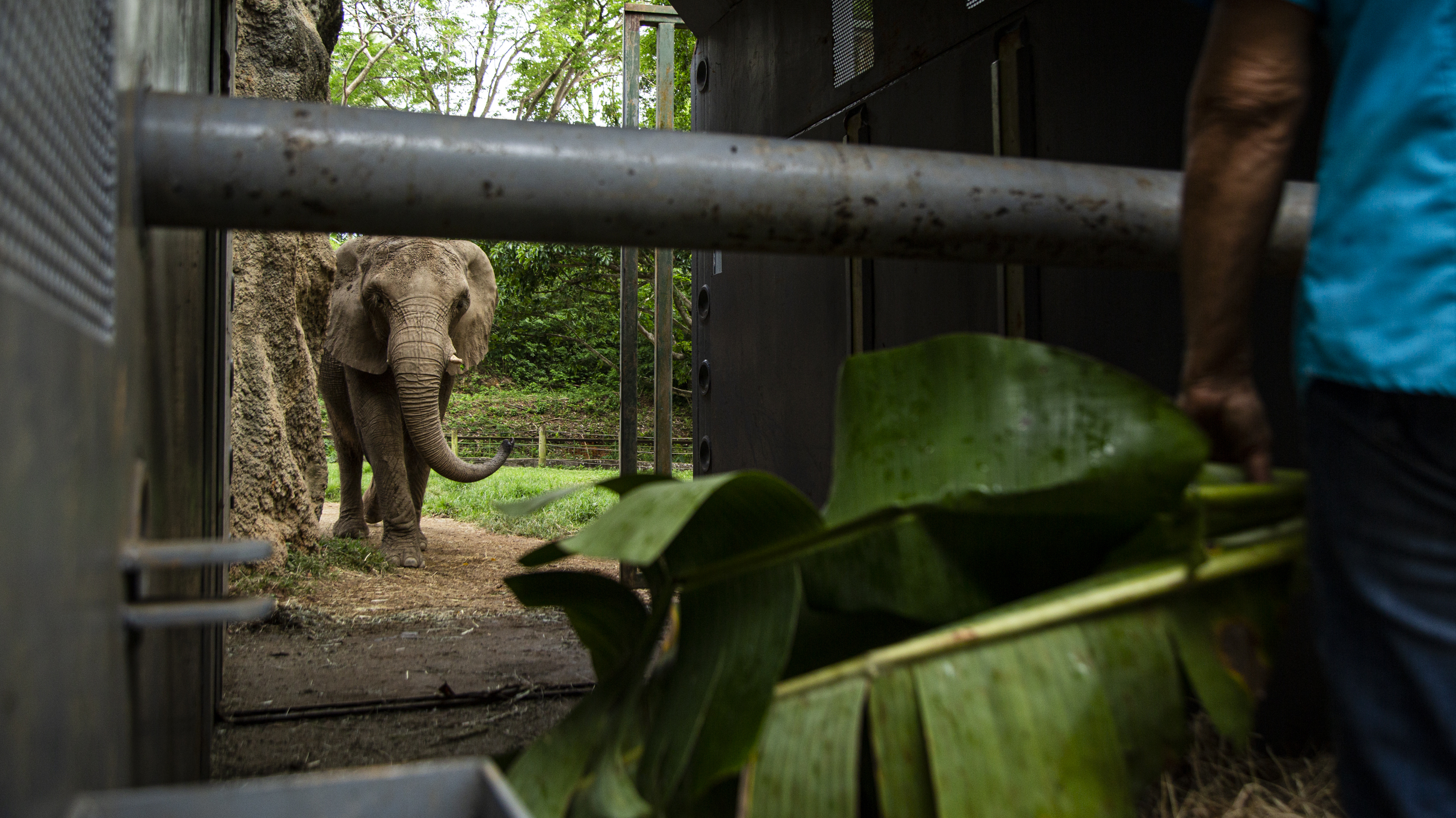 Carol Buckley works to coax Mundi into the transport cage that will carry her from the Puerto Rico zoo to Buckley